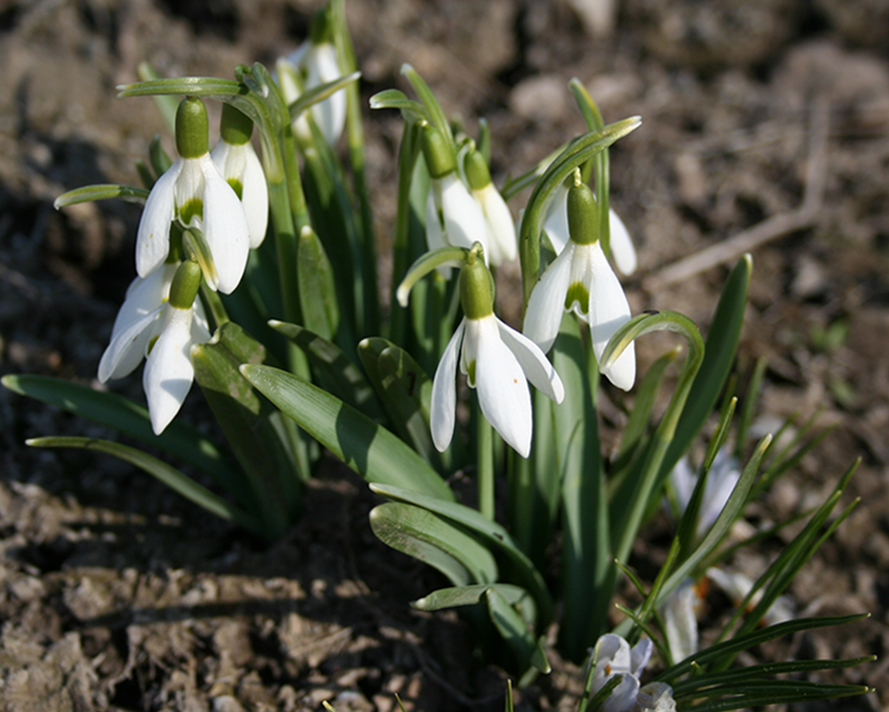 Изображение особи Galanthus nivalis.