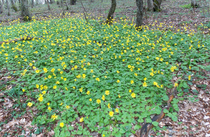 Изображение особи Doronicum orientale.