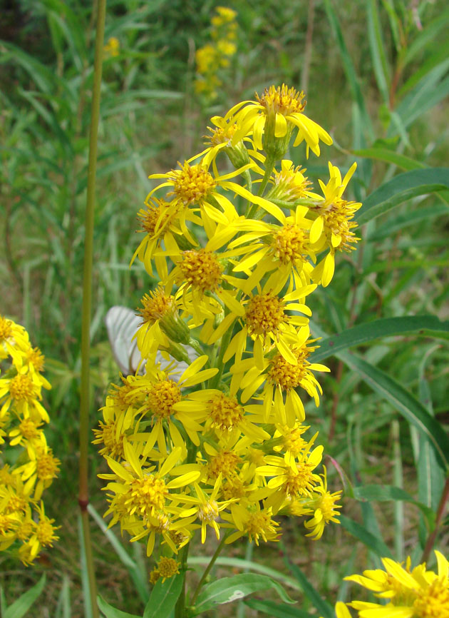 Изображение особи Solidago virgaurea ssp. dahurica.