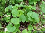 Viola epipsiloides