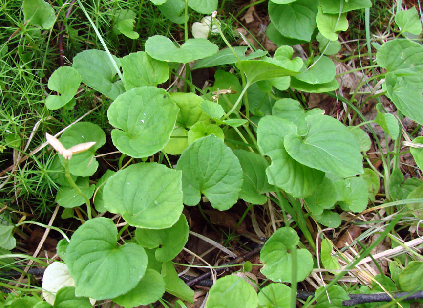 Изображение особи Viola epipsiloides.