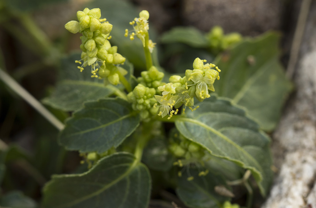 Image of Mercurialis annua specimen.