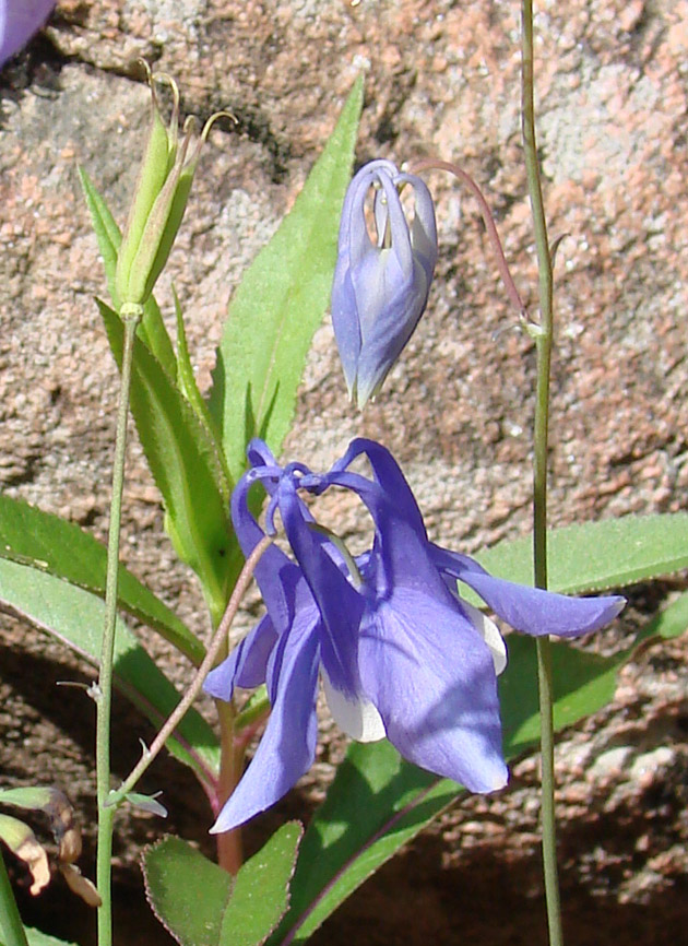 Изображение особи Aquilegia amurensis.