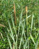 Typha latifolia. Верхушки плодоносящих растений. Ленинградская обл., Кировский р-н, западнее ст. Ивановская, у ж. д. 18.07.2008.