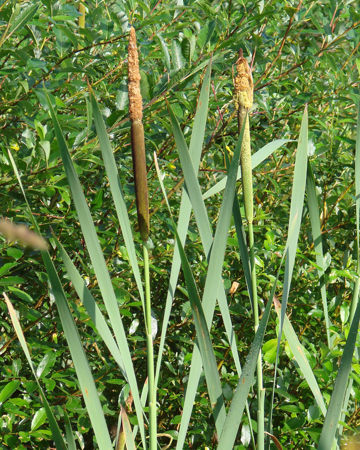 Изображение особи Typha latifolia.