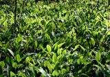 Allium ursinum. Заросли черемши в лиственном лесу. Украина, Киев, заказник \"Лесники\". 8 апреля 2007 г.