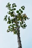 Aralia elata