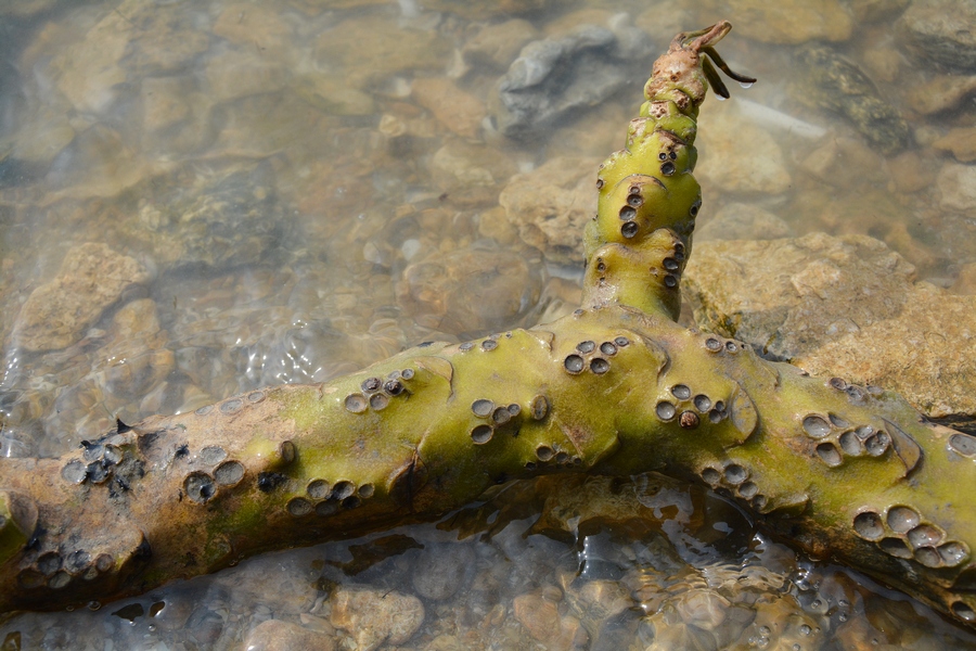 Image of Nuphar lutea specimen.