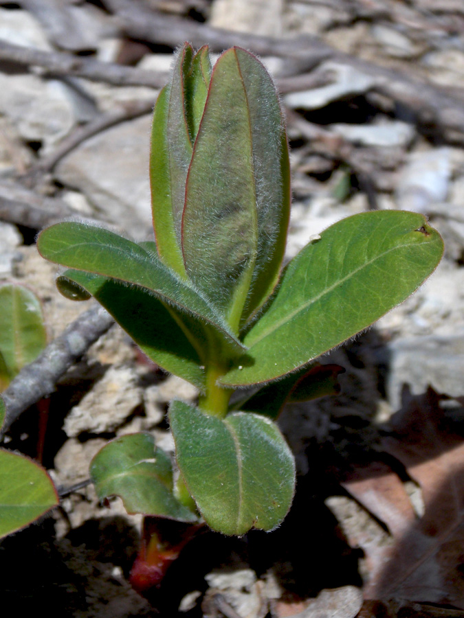 Изображение особи Euphorbia tauricola.
