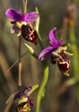 Ophrys oestrifera