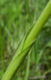 Anacamptis подвид caucasica