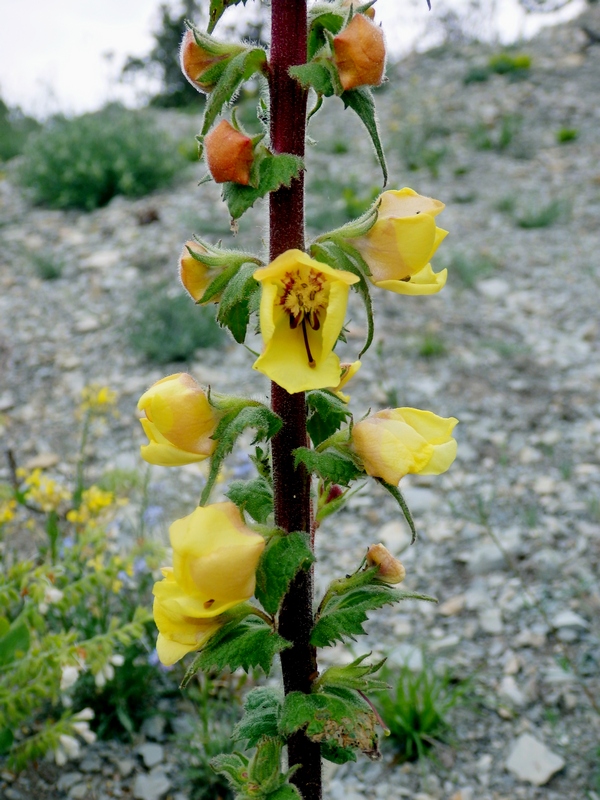 Image of Verbascum spectabile specimen.