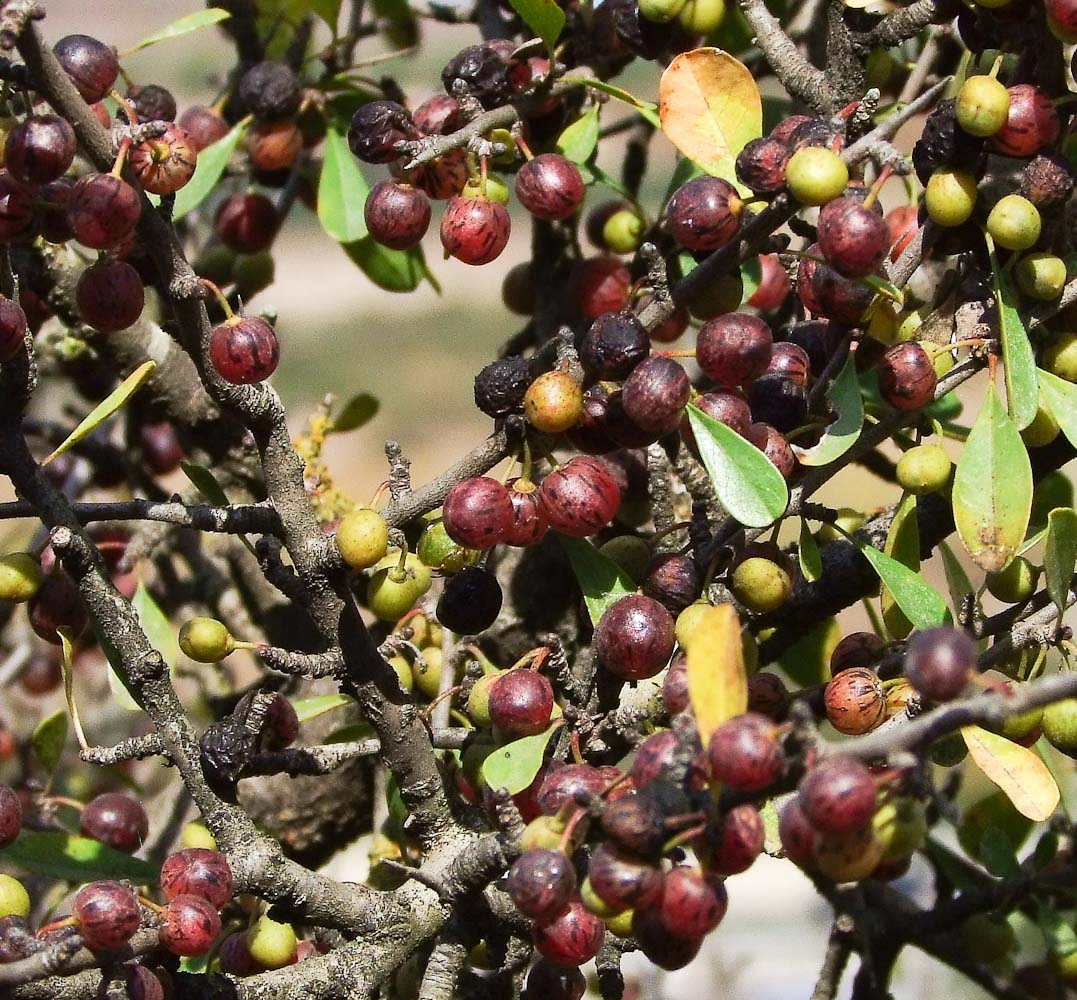 Изображение особи Rhamnus lycioides.