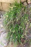 Carex litwinovii