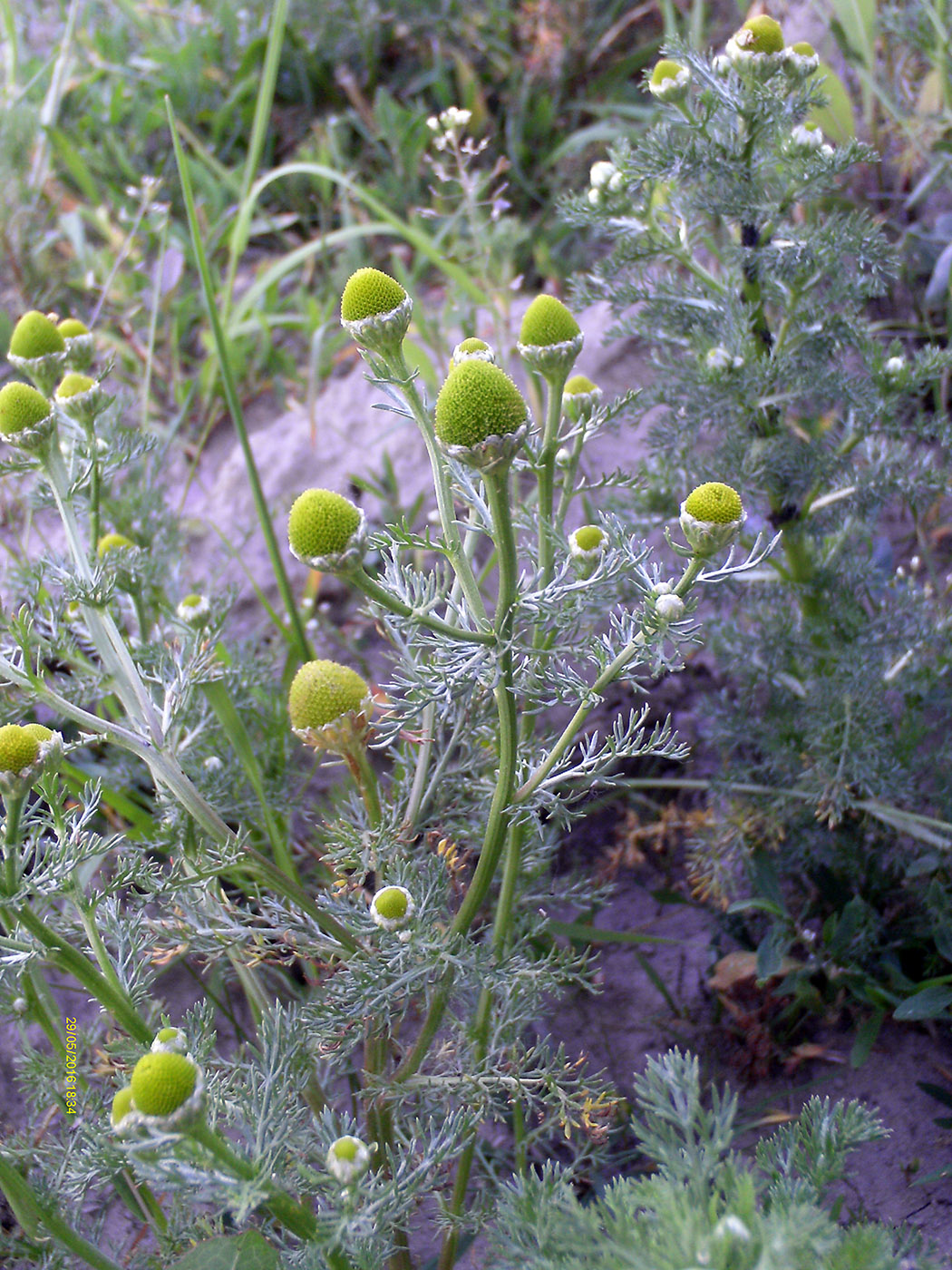 Image of Matricaria discoidea specimen.