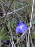 Pinguicula vulgaris. Цветок. г. Медвежьегорск (восточная окраина), берег Онежского оз. 29.06.2015.