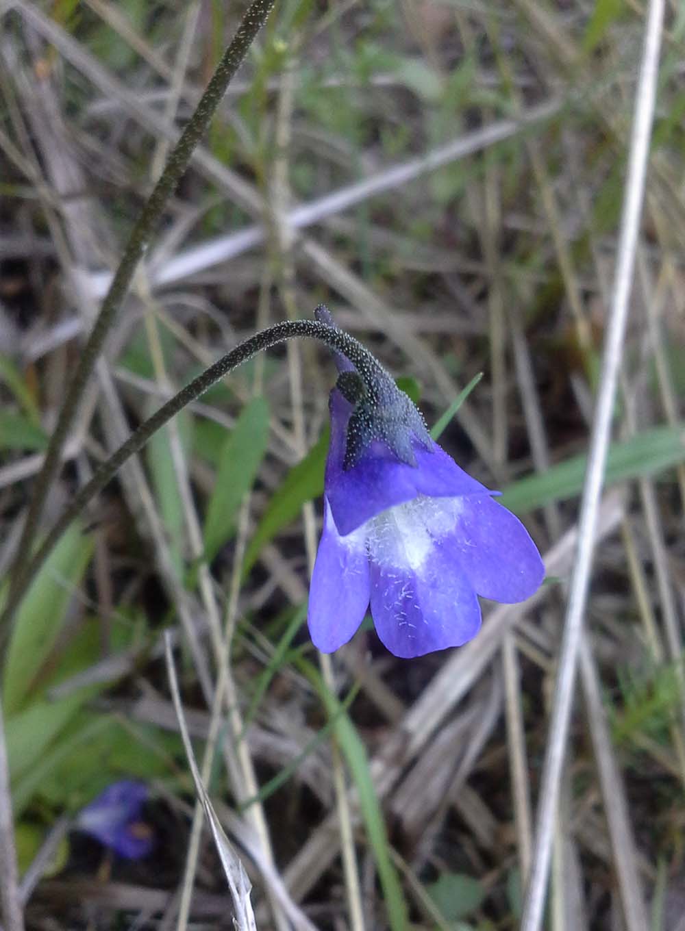 Изображение особи Pinguicula vulgaris.