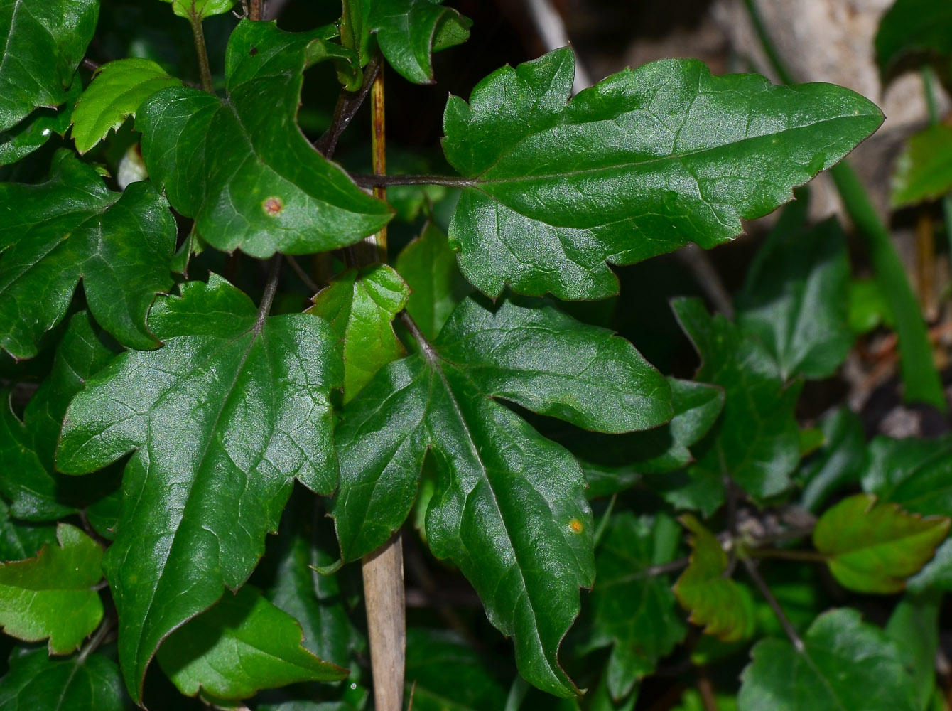 Image of Clematis cirrhosa specimen.