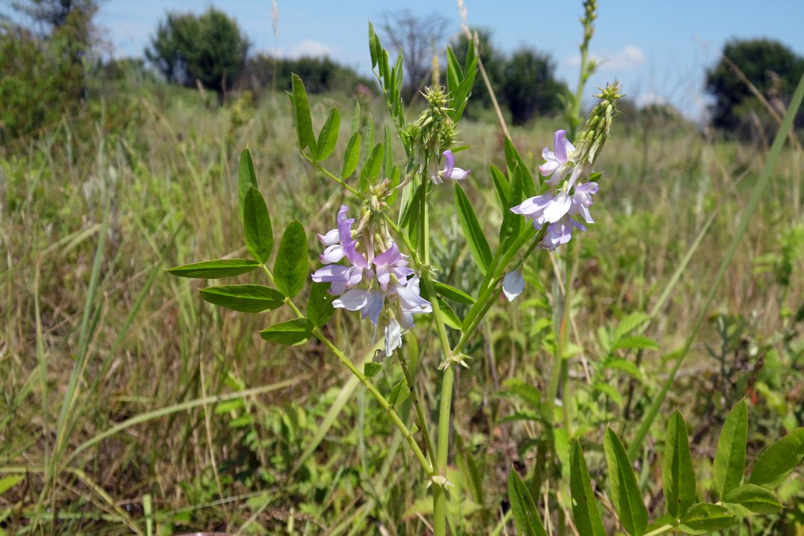 Изображение особи Galega officinalis.