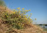 Medicago falcata