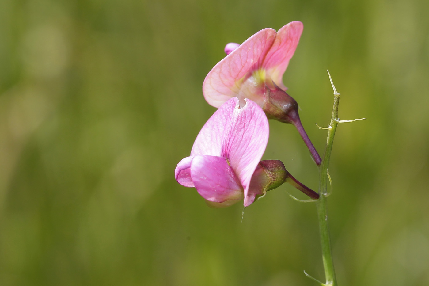 Image of Lathyrus sylvestris specimen.