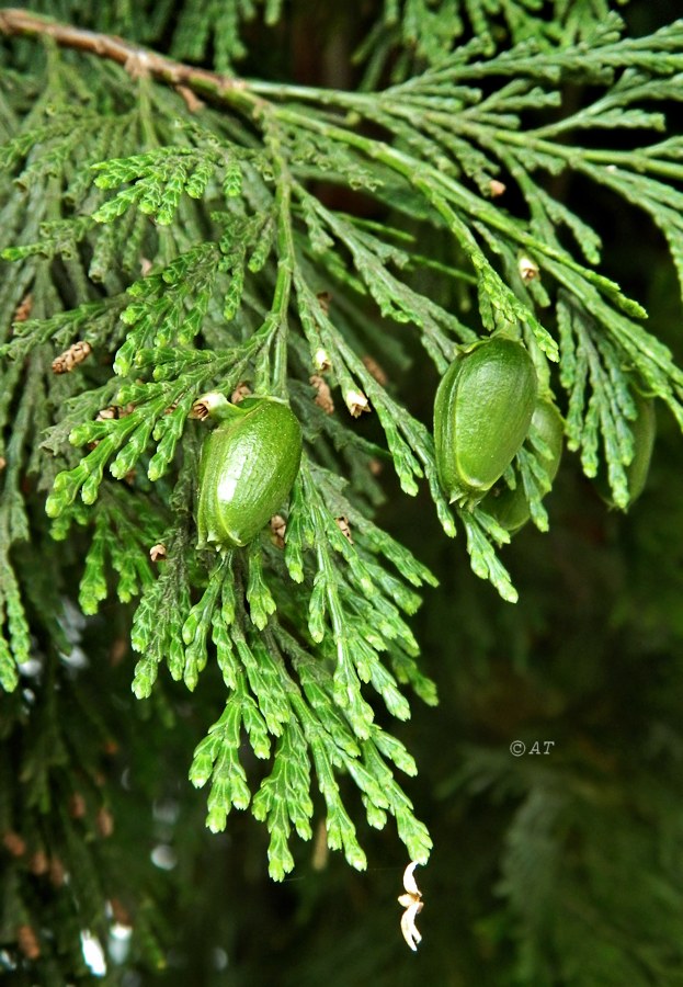 Изображение особи Calocedrus decurrens.