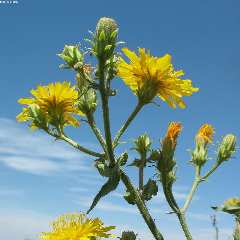 Image of Picris hieracioides specimen.