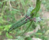 Sonchus oleraceus