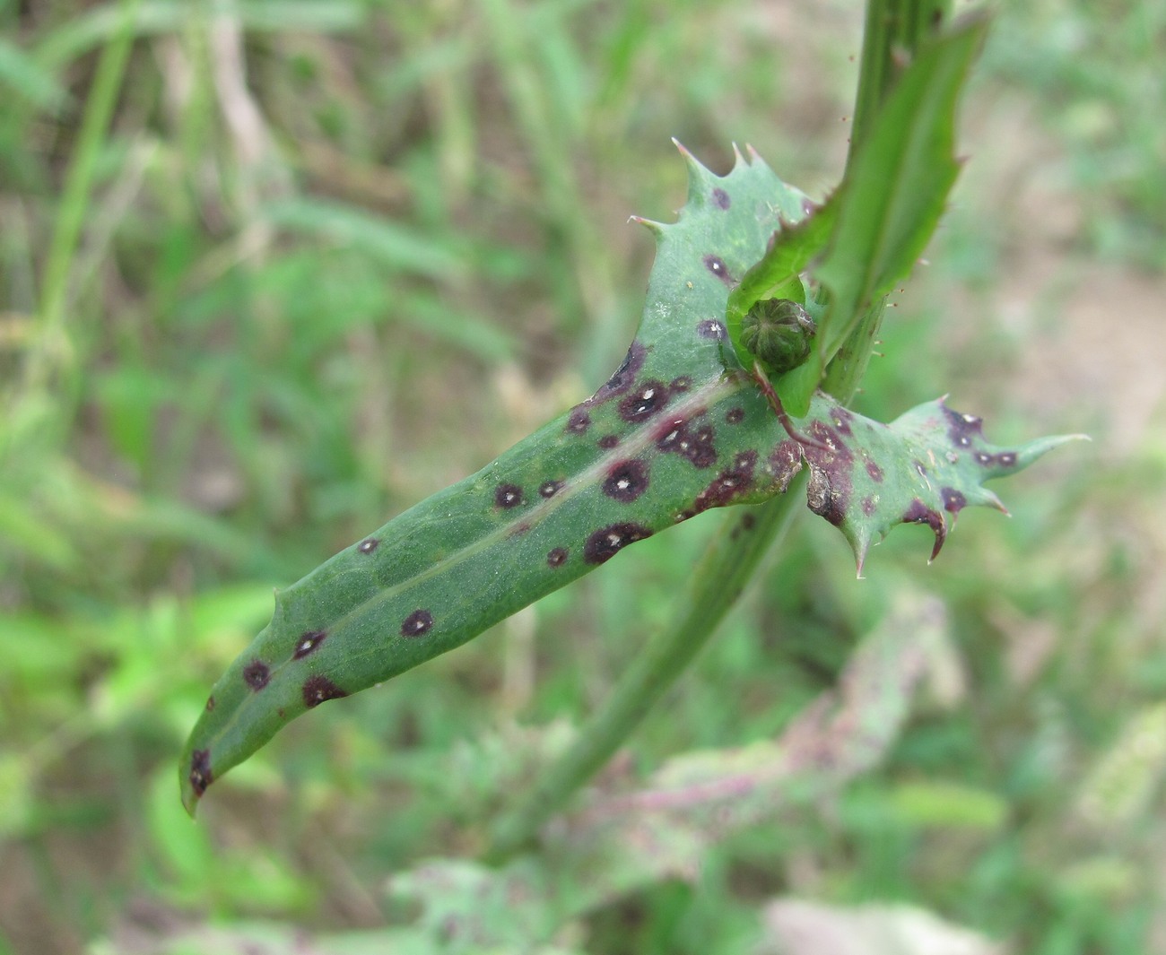 Изображение особи Sonchus oleraceus.