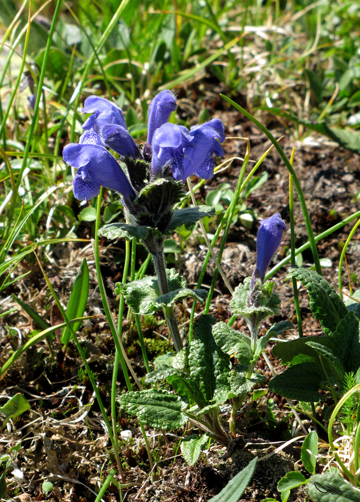 Image of Dracocephalum grandiflorum specimen.