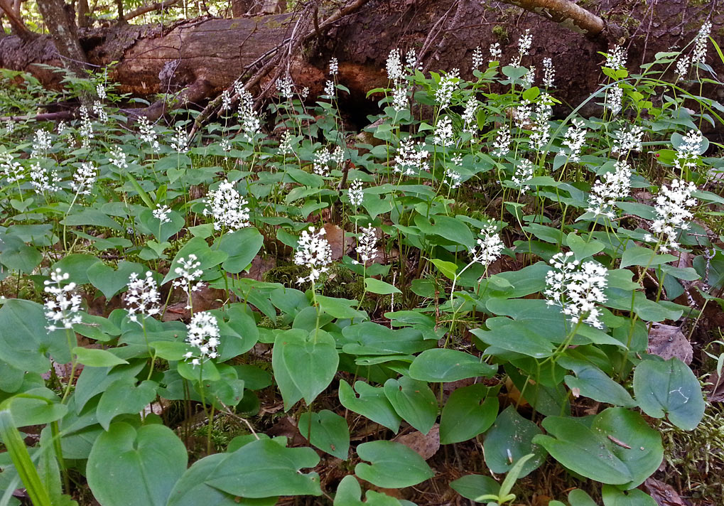 Изображение особи Maianthemum bifolium.