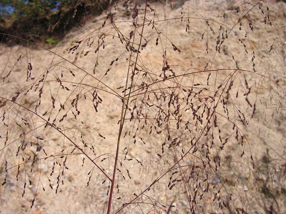 Изображение особи Panicum bisulcatum.