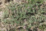 Thymus × littoralis. Цветущее растение. Крым, Арабатская стрелка, степь на ракушечнике. 05.07.2006.