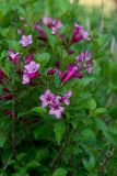 Weigela hortensis