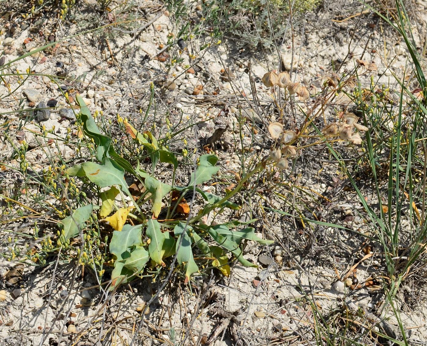 Изображение особи Rindera tetraspis.