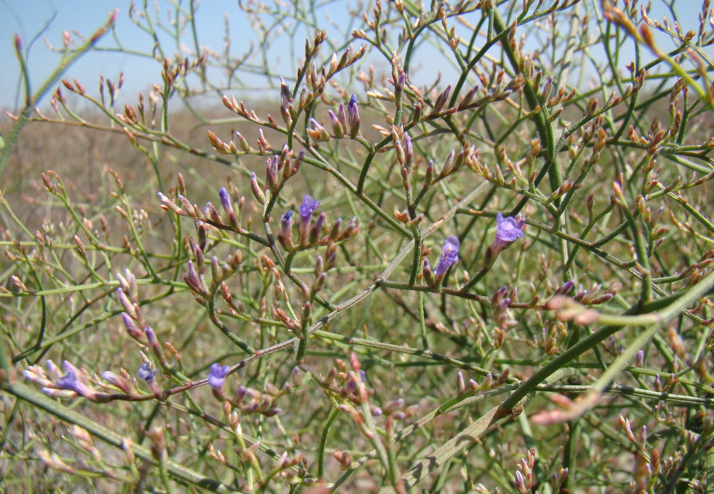 Image of Limonium coriarium specimen.