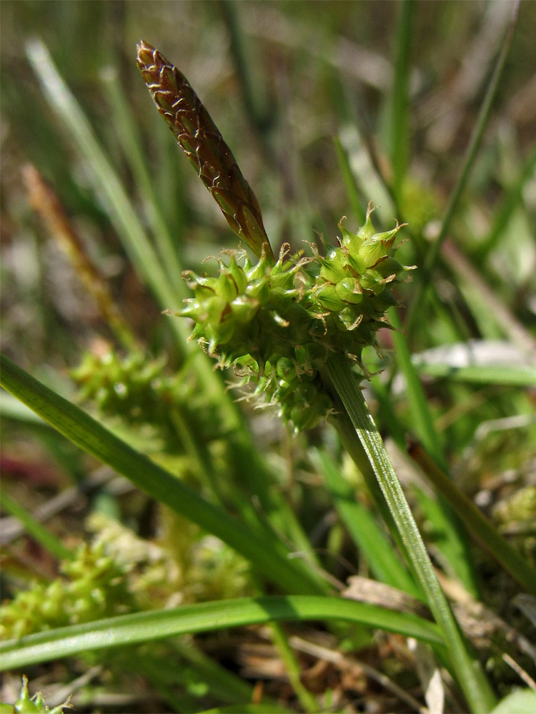 Изображение особи Carex serotina.