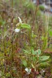 Parnassia palustris. Растение с аномальным генеративным побегом (на переднем плане справа - плодоносящая Saxifraga stellaris; слева Euphrasia sp. и плодоносящий Epilobium sp.). Мурманская обл., окр. пос. Дальние Зеленцы, Дальний пляж, валунно-песчаный склон к морю, сырая луговина. 29.07.2016.