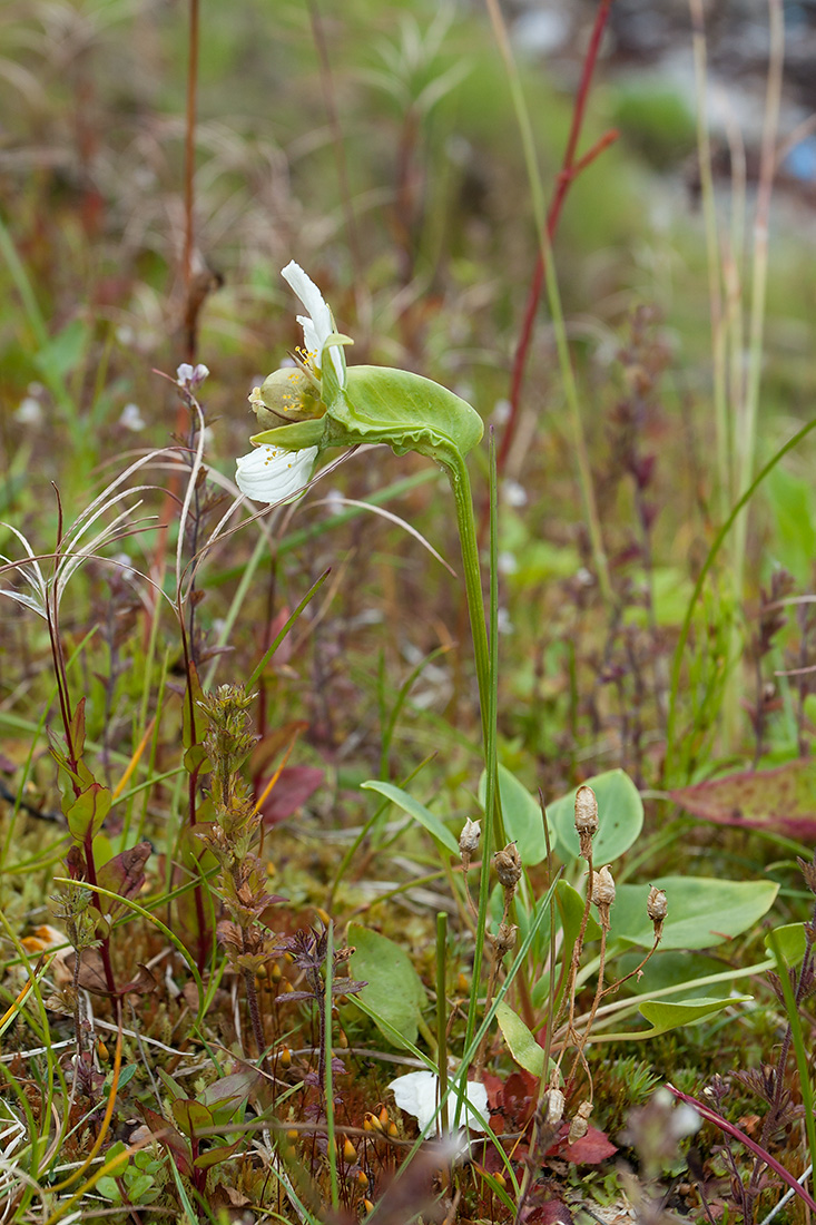 Image of Parnassia palustris specimen.