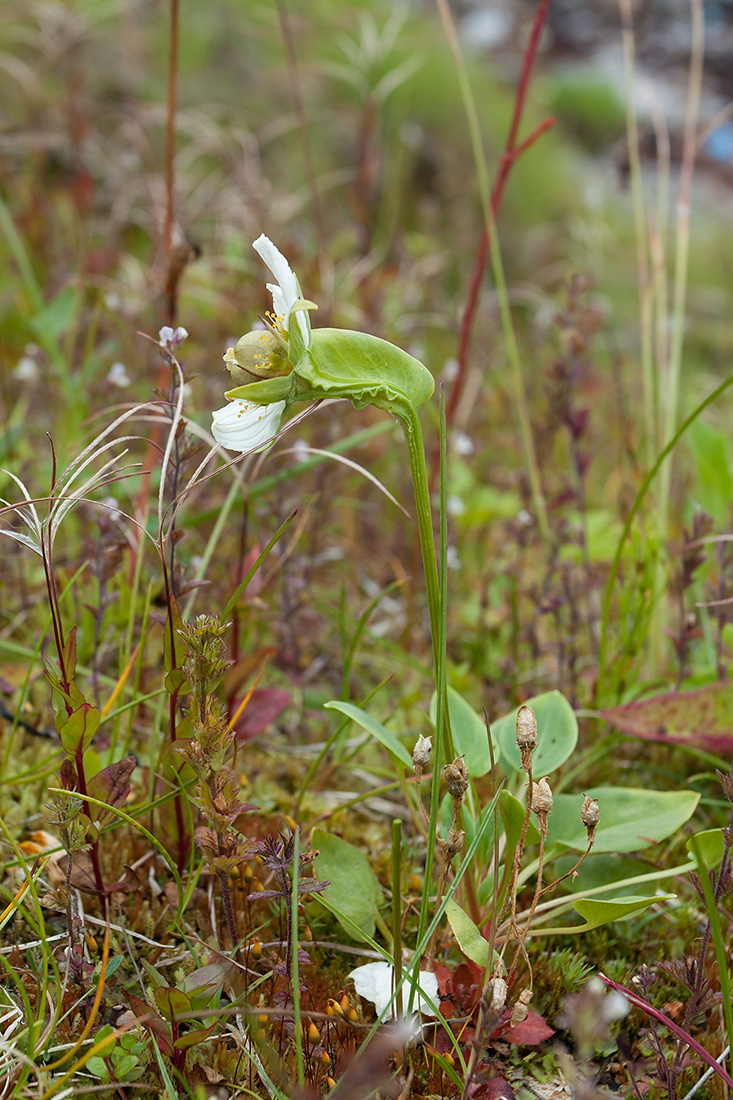 Изображение особи Parnassia palustris.