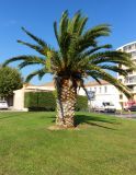 Phoenix canariensis