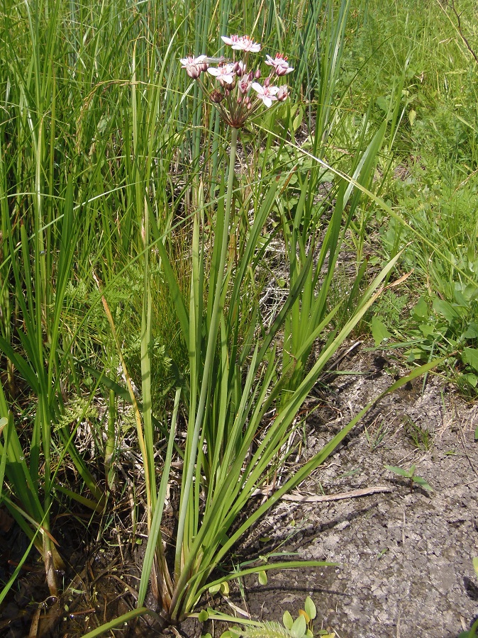 Изображение особи Butomus umbellatus.