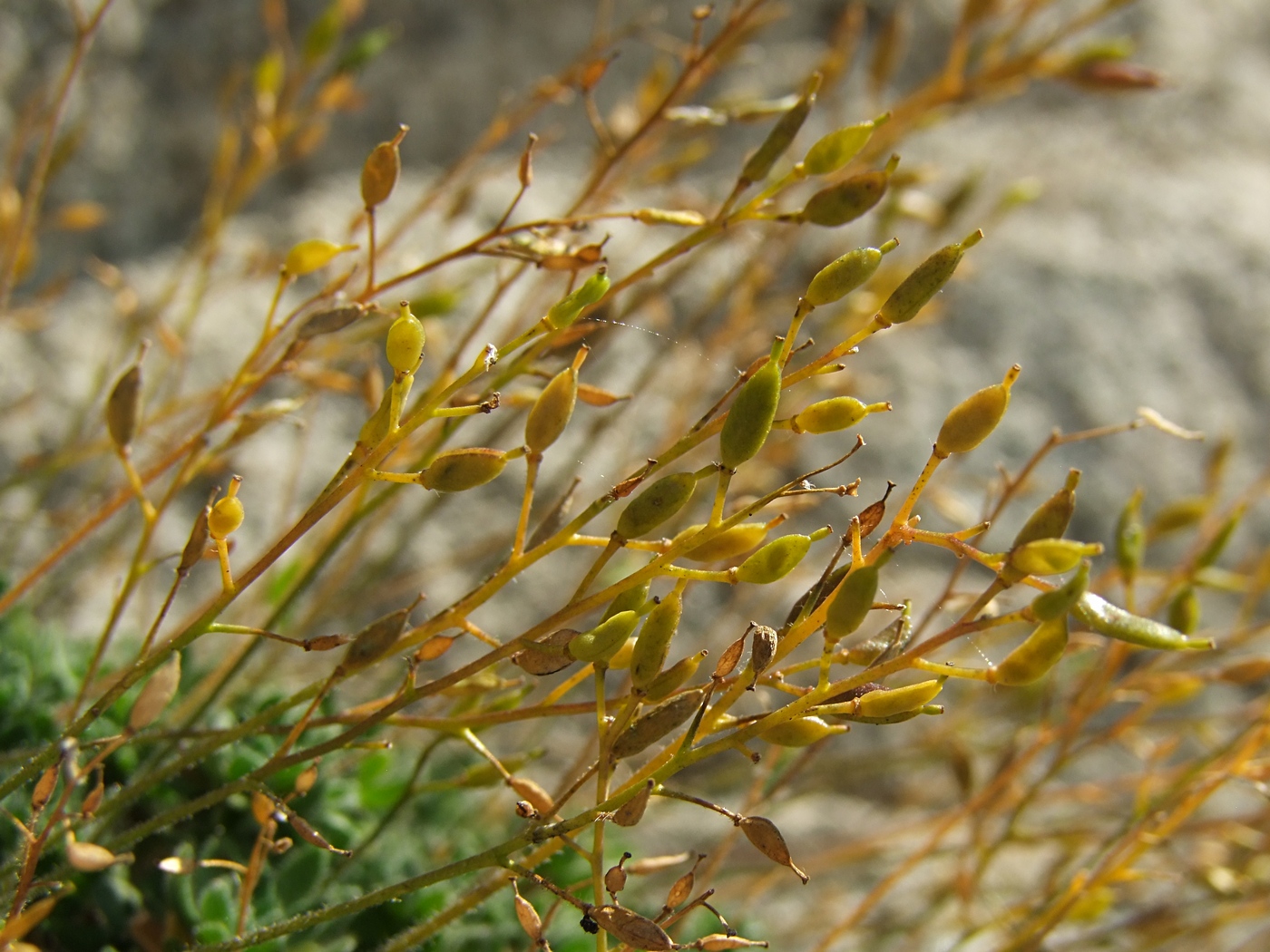 Изображение особи Draba ussuriensis.