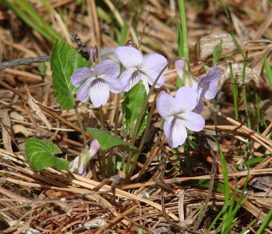 Изображение особи Viola selkirkii.