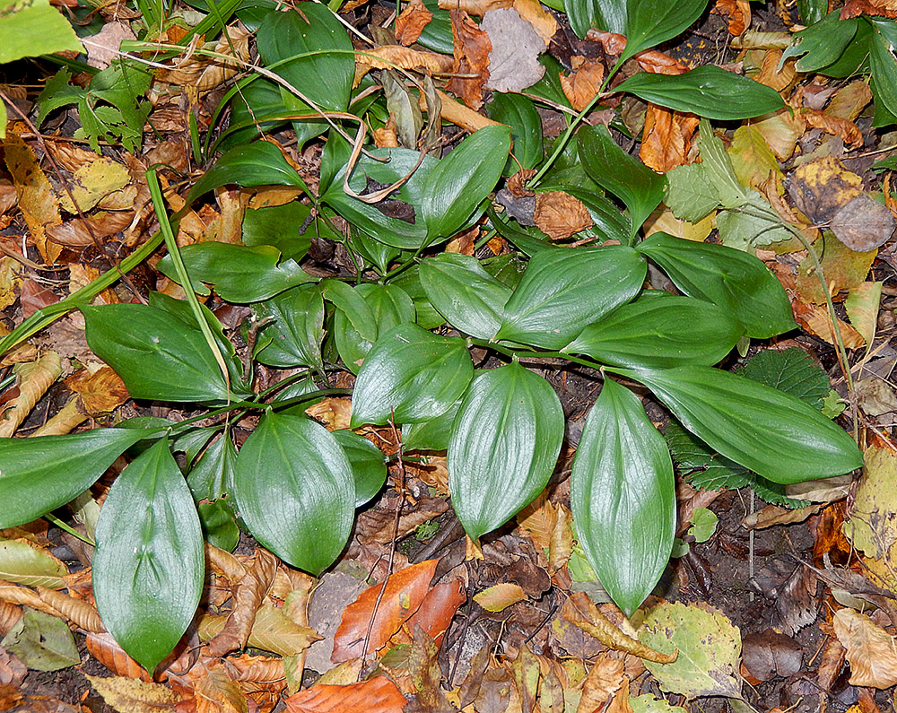 Image of Ruscus colchicus specimen.