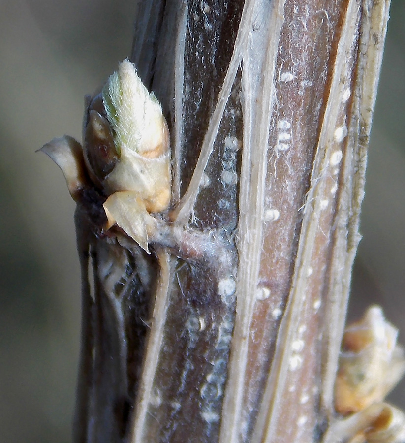 Image of Colutea cilicica specimen.