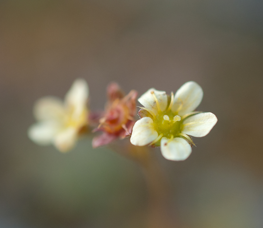 Image of Saxifraga terektensis specimen.