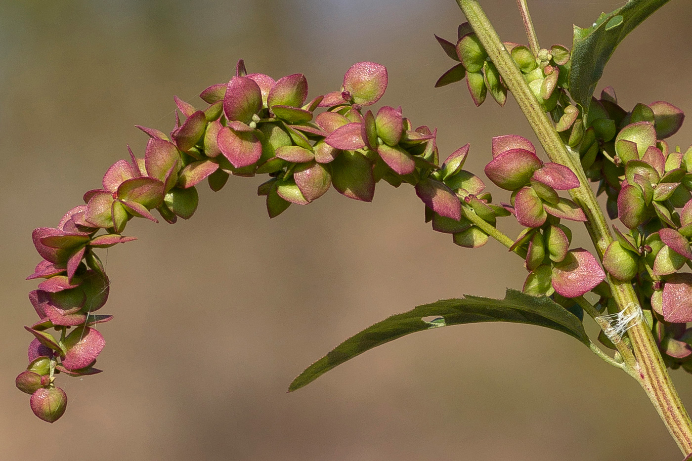 Изображение особи Atriplex sagittata.