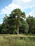 Pinus sylvestris. Взрослое растение. Пензенская обл., Каменский р-н, с. Большие Верхи, насаждения вдоль оврага. 10 августа 2016 г.