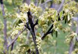 Corylopsis willmottiae. Ветвь с соцветиями и молодыми листьями. Краснодарский край, г. Сочи, Дендрарий. 22.03.2017.